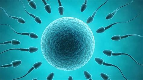 Human Sperm Grown In Laboratory May Solve Male Infertility Au — Australias Leading