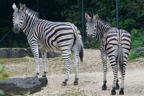 Free Images Black And White Wildlife Zoo Africa Fauna Zebra