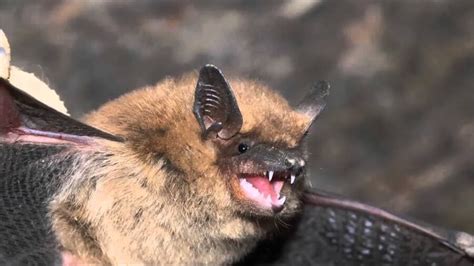 Check spelling or type a new query. Bat Sounds - Precision Wildlife Removal
