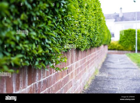 A Garden Hedge Following A Path With A Brick Wall Underneath Stock