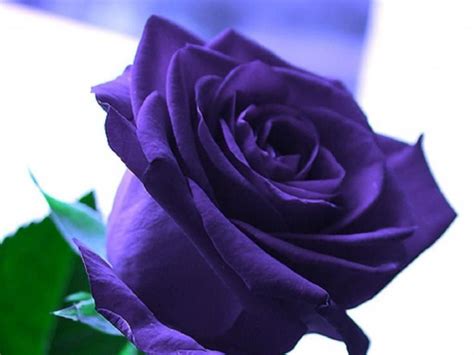 Check spelling or type a new query. DEEP PURPLE ROSE | flowers once more | Pinterest