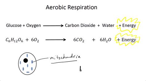 Stunning Balanced Chemical Equation For Anaerobic Respiration Nv Sir