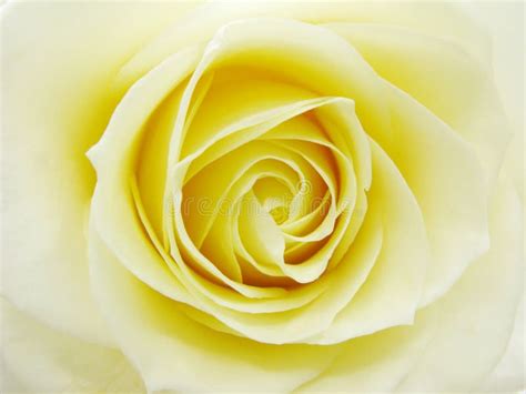Yellow Rose Heart Closeup Stock Image Image Of Rose 13209639