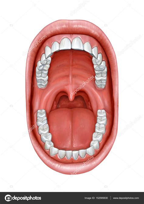 Anatomia Da Cavidade Oral