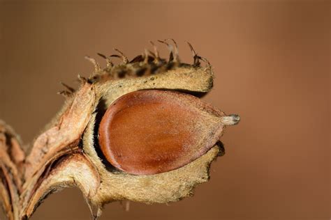 Comment S Appelle Le Fruit Du Hetre - Communauté MCMS