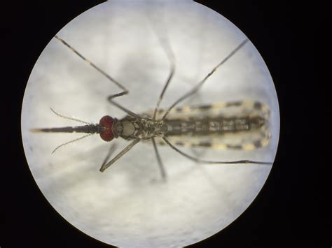 Mosquito Friendly Gene Drive May Lead To A Malaria Free Future
