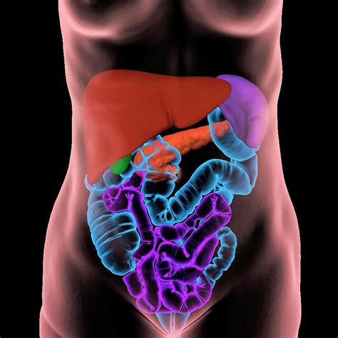 We are pleased to provide you with the picture named surface anatomy of abdominal organs and we think this is the most useful anatomy picture that you need. Human Abdominal Organs Photograph by K H Fung/science ...