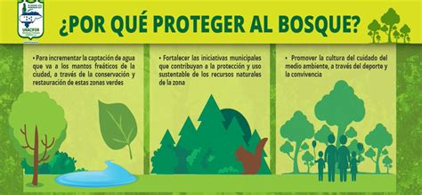 ¿por Qué Son Importantes Los Bosques Ecoduo®