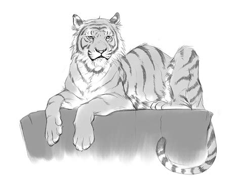 Tiger Sketches On Behance