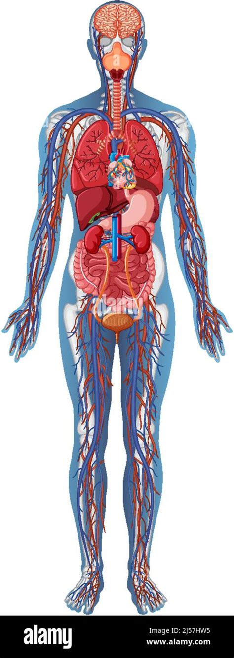 Anatomical Structure Human Body Illustration Stock Vector Image And Art