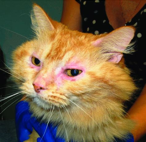 Affected animals develop allergic reactions to chemicals in flea saliva. Cat with non-flea, non-food hypersensitivity dermatitis ...
