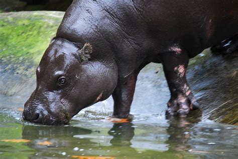 Hippo Free Stock Photo | FreeImages