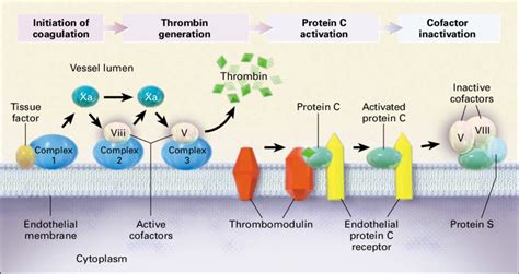 Endothelial Activation Of Coagulation And The Protein C Pathway
