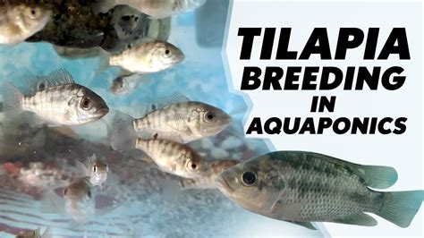 Tilapia Breeding In Aquaponics Youtube