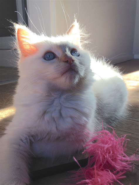 Kimba Ragdoll Kitten Of The Month