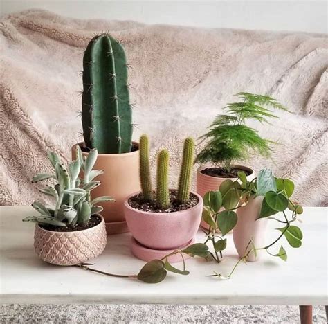 That's not nearly so common indoors, under the lower light and higher humidity inevitably found there. What Does it Mean if Someone Gives You a Cactus? | Cactus ...
