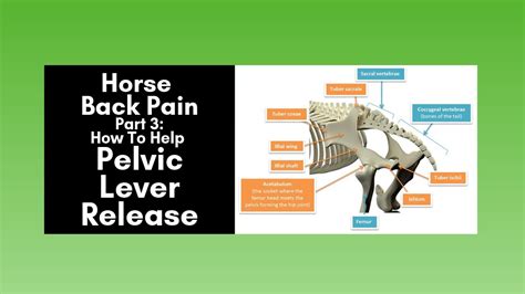 Horse Back Pain Part 3 How To Help The Pelvic Lever Release 2020