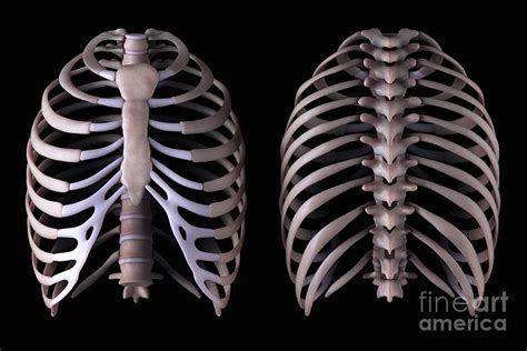 Multiple View Of The Rib Cage Photograph By Science Picture Co