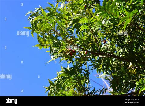 Wild Plum Or Kaffir Plum Harpephyllum Caffrum Is An Evergreen Tree