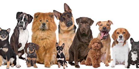 Top dog's dogs are top dogs. Top 6 Best Dog Breeds, Characteristics & Life Expectancy ...