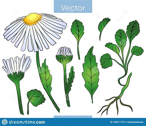 Collection Of Chamomile Flowers Buds And Leafs Vector Botanical