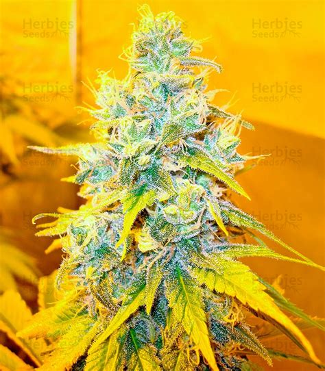 Buy Skunk + feminized seeds by Kannabia Seeds Organization - Herbies