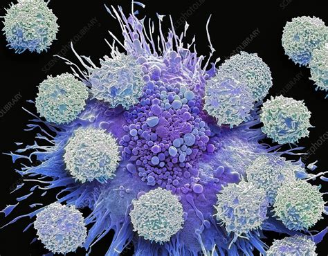 Their definite distinction from hormones is still part of ongoing research. Cytokine storm, SEM - Stock Image - C050/1067 - Science ...