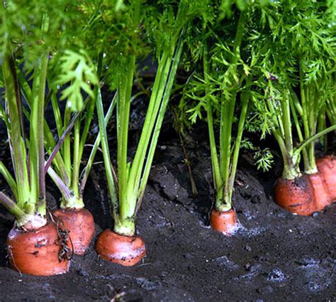 How To Grow Carrot Growing Carrots In A Container Root