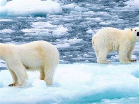 Científicos Encuentran A Osos Polares Viviendo En Una Región Sin Hielo
