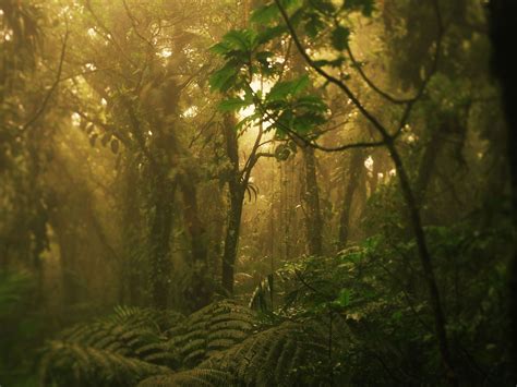 20 Stunning Views From Latin Americas Jungles Photos Condé Nast