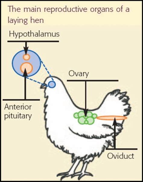 Main Reproductive Organs In Chicken Download Scientific Diagram