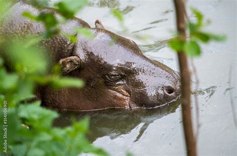 Pygmy Hippopotamus Choeropsis Liberiensis Swimming Stock Photo