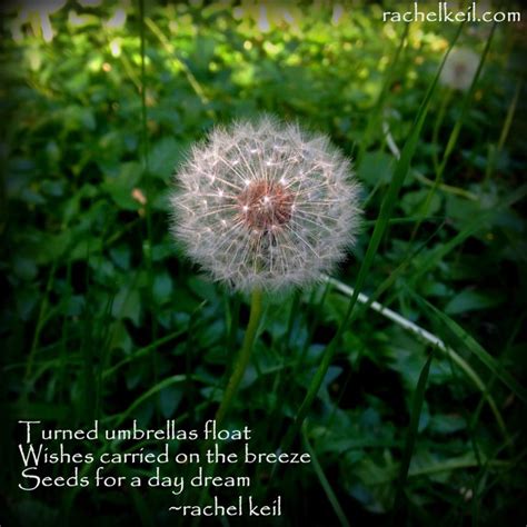 Sitewide sale · delivery today · flowers from $19.99 Dreamin | Dandelion, Haiku, Flowers