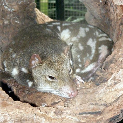 9683 Spotted Tail Quoll Dasyurus Maculatus Nemos Great Uncle Flickr
