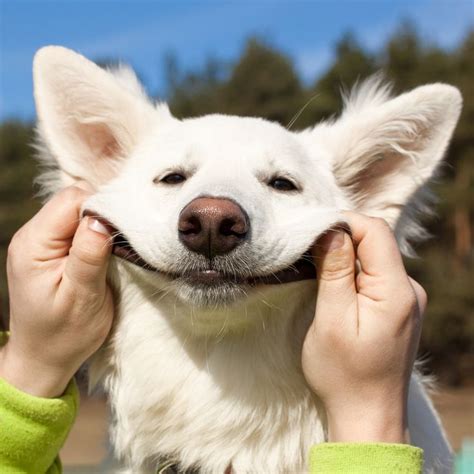Smile 😊 Happy Dogs Funny Happy Dog Quotes Animals