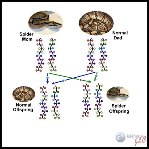 A Lesson In Basic Genetics Ball Python Ball Python Morphs Reptiles Pet