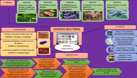 Biologia Mapa Mental Dominio Bacteria Images And Photos Finder