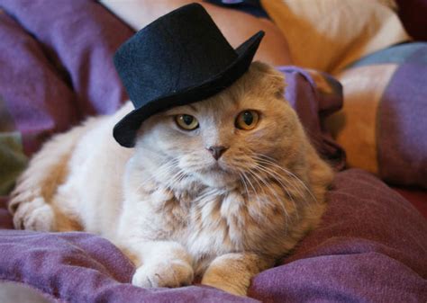 Kodona Kitty My Cat In A Top Hat Gothic Aristocrat