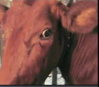 Cow Xxx Videos Sex Pictures Pass
