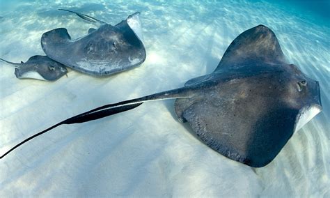 Stingray Fishes Photo And Wallpaper Cute Stingray Fishes Pictures
