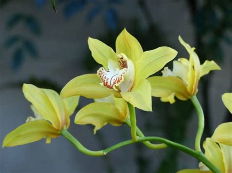 Fiore simile all'orchidea il prezzo si riferisce alla singola piantina. Fiore Giallo Simile All Orchidea : Piante Con Fiori Gialli ...