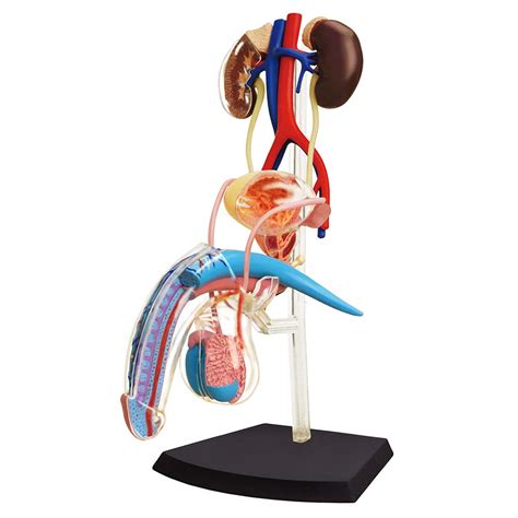 4d Human Anatomy Male Reproductive System Tedco Toys