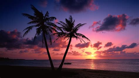 Palm Tree Beach Wallpaper ·① Wallpapertag