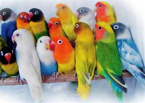 Lovebird From Indonesia ~ Bird Of Asia
