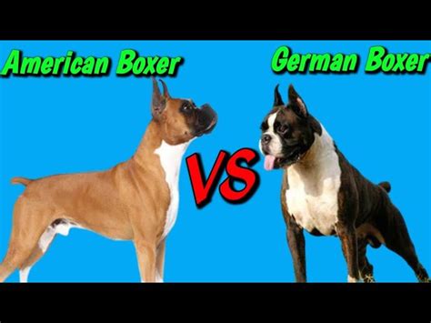American Vs European Boxer Dog