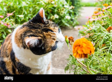 Closeup Portrait Of Calico Cat Outside Smelling Sniffing Orange