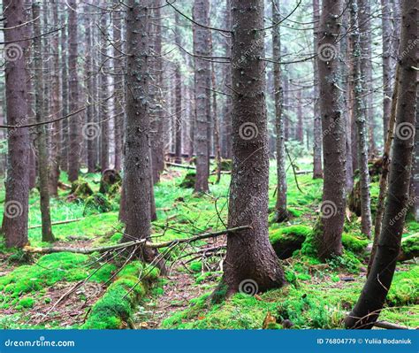 Summer Coniferous Forest At Sunrise With Old Spruces Stock Image