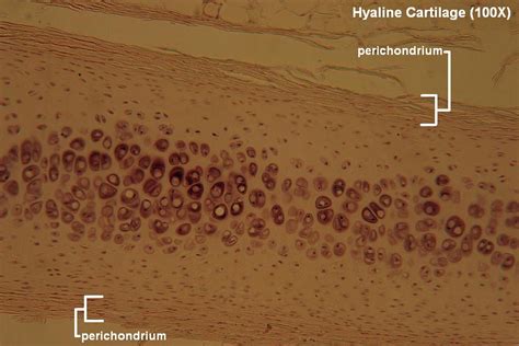 What Is Hyaline Cartilage Socratic Anatomy And Physio