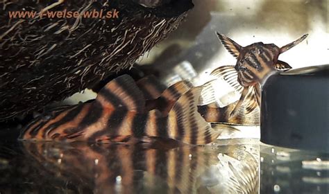 Panagolus Vermiculata L002 L Welse Pleco L Sumce