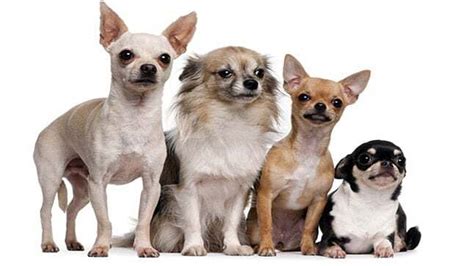 Lista De Las 6 Tipos De Chihuahua Que Existen